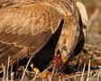 Kızıl şahin / Buteo rufinus / Long-legged buzzard